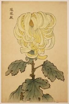 Keika Chrysanthemum original japanese woodblock print